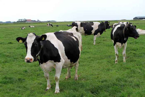 Carbon dioxide gas detector in large farms